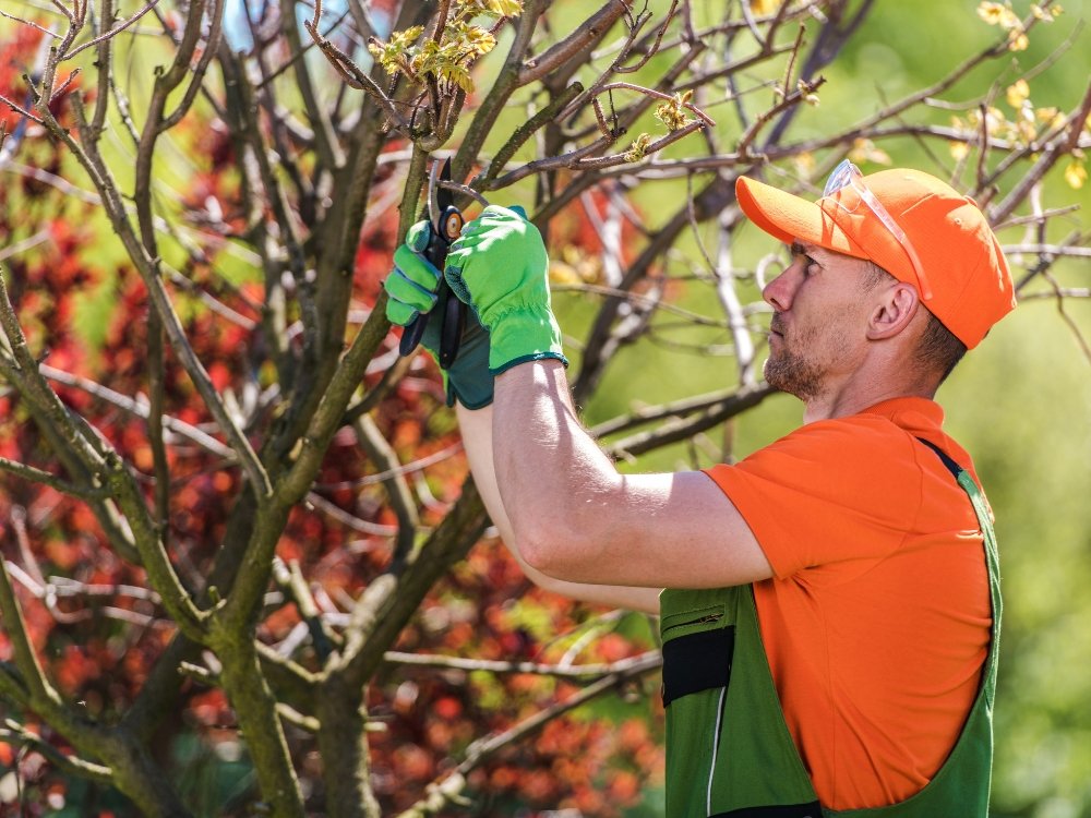 Tree Removal about