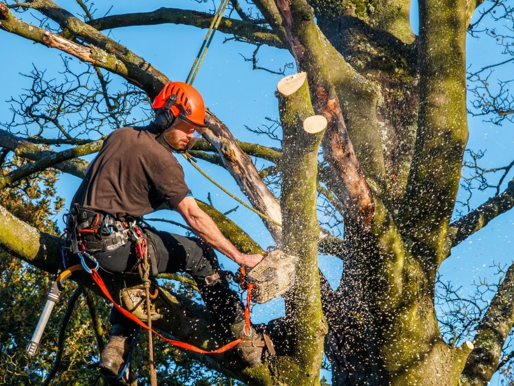 Tree pruning about