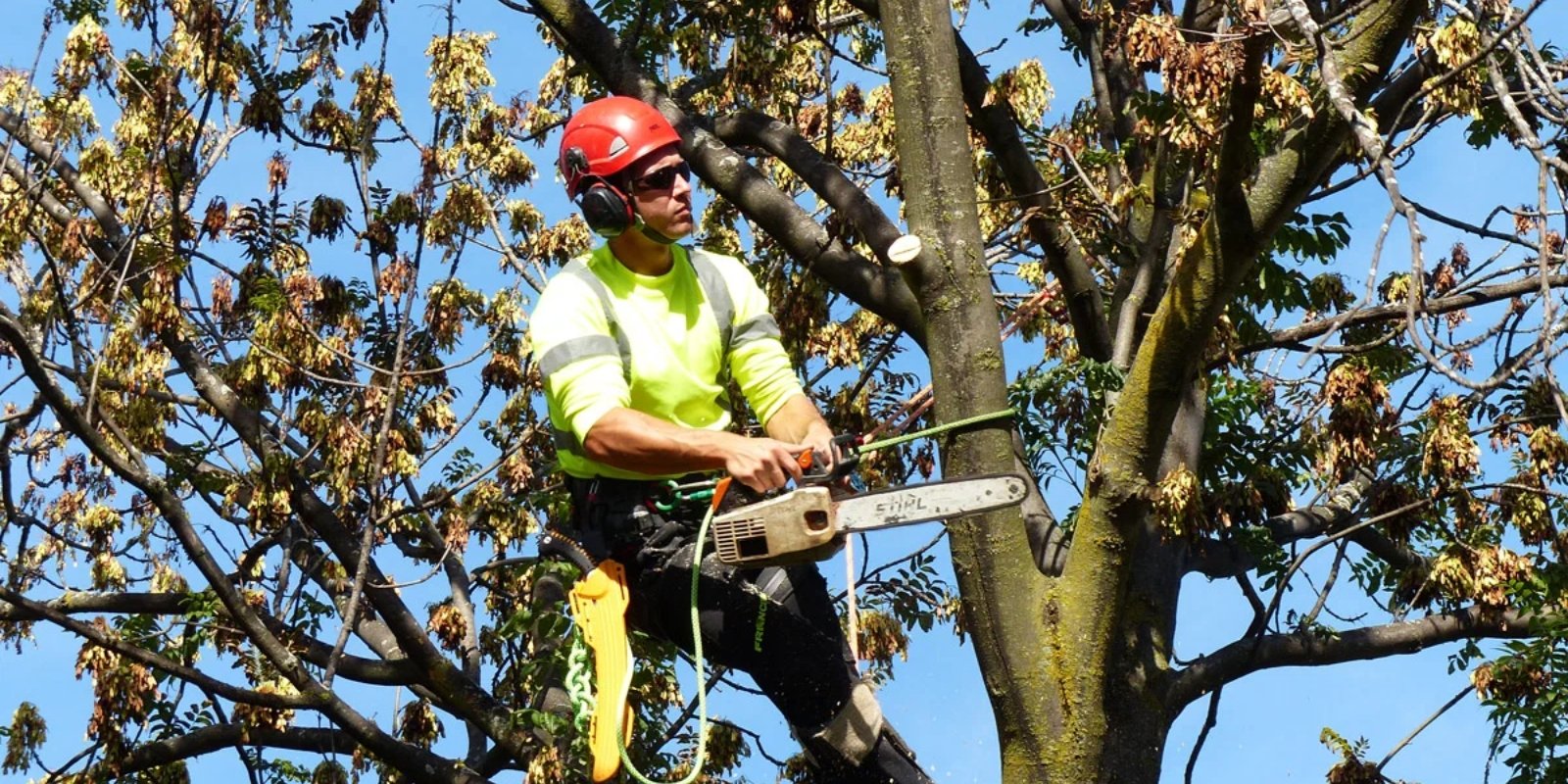 Tree pruning hero