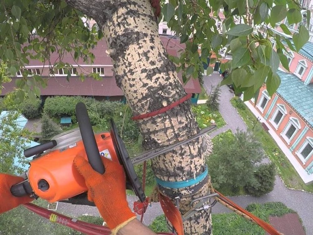 Tree removal service about