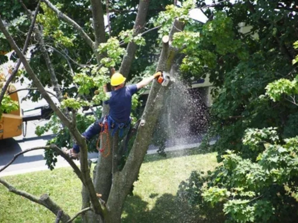 Tree removal service about