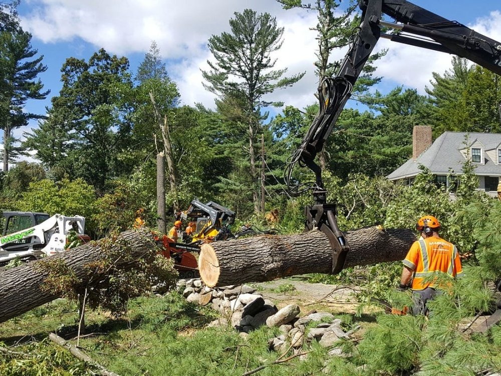 Tree removal service about