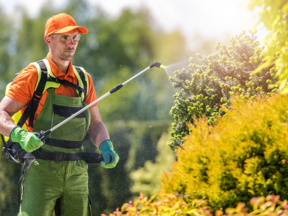 tree fertilization about