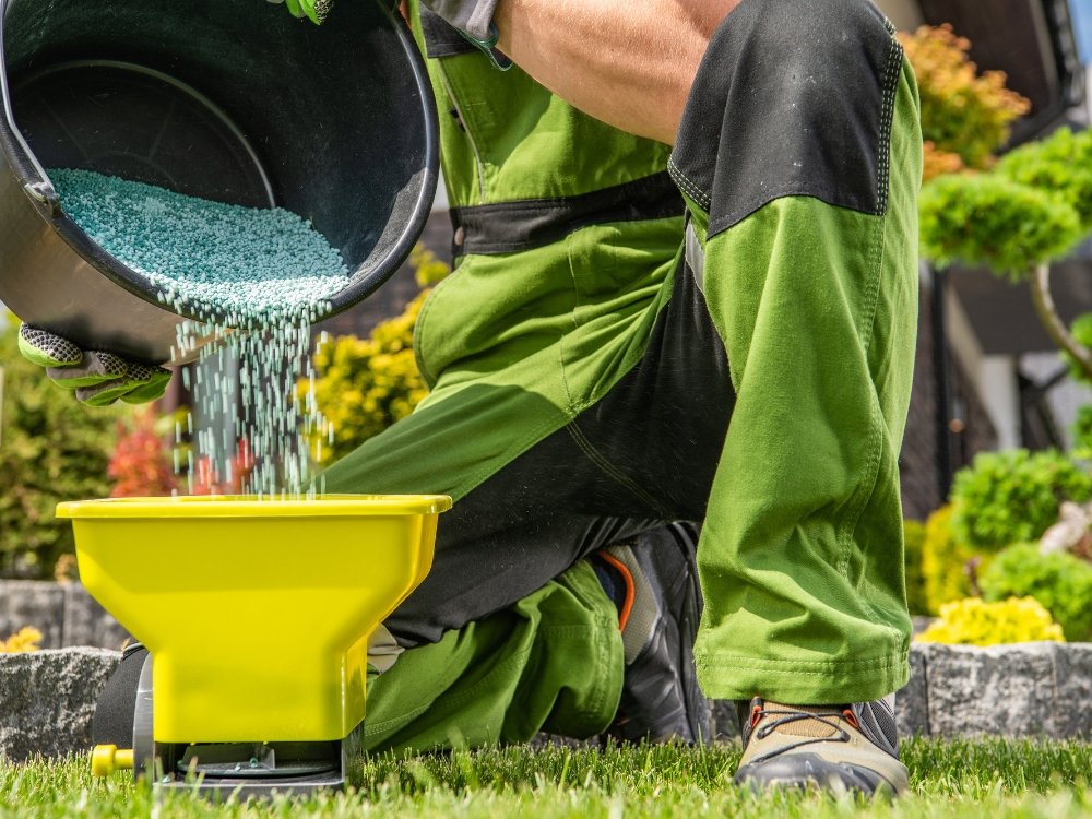 tree fertilization about