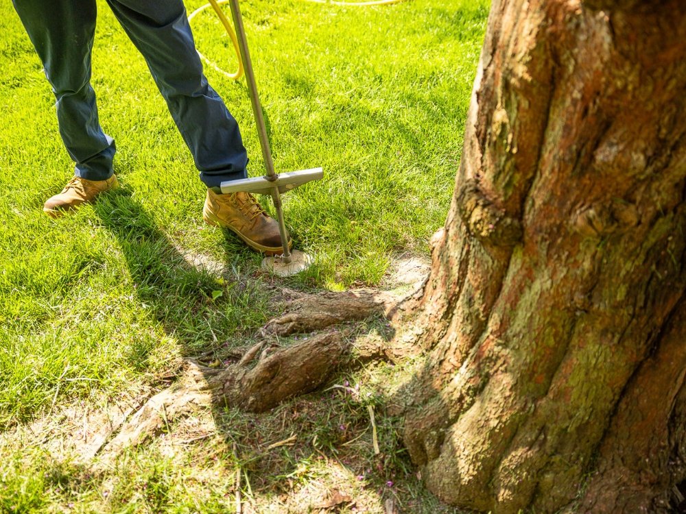 tree fertilization about