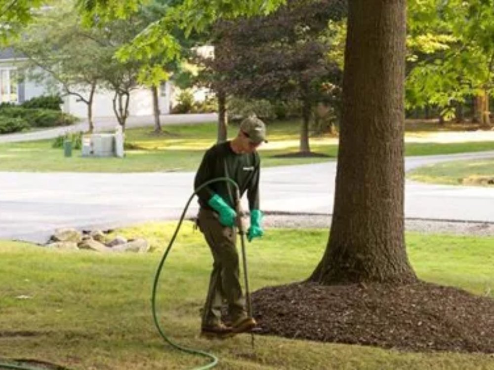 tree fertilization about