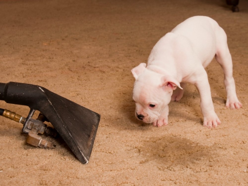 Pet Odor Removal about